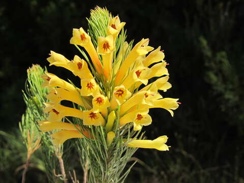 Image of Erica grandiflora subsp. perfoliosa (E. G. H. Oliv. & I. M. Oliv.) E. G. H. Oliv. & Pirie