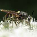 Stratiomys obesa (Loew 1866) resmi