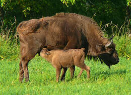 Image of European Bison