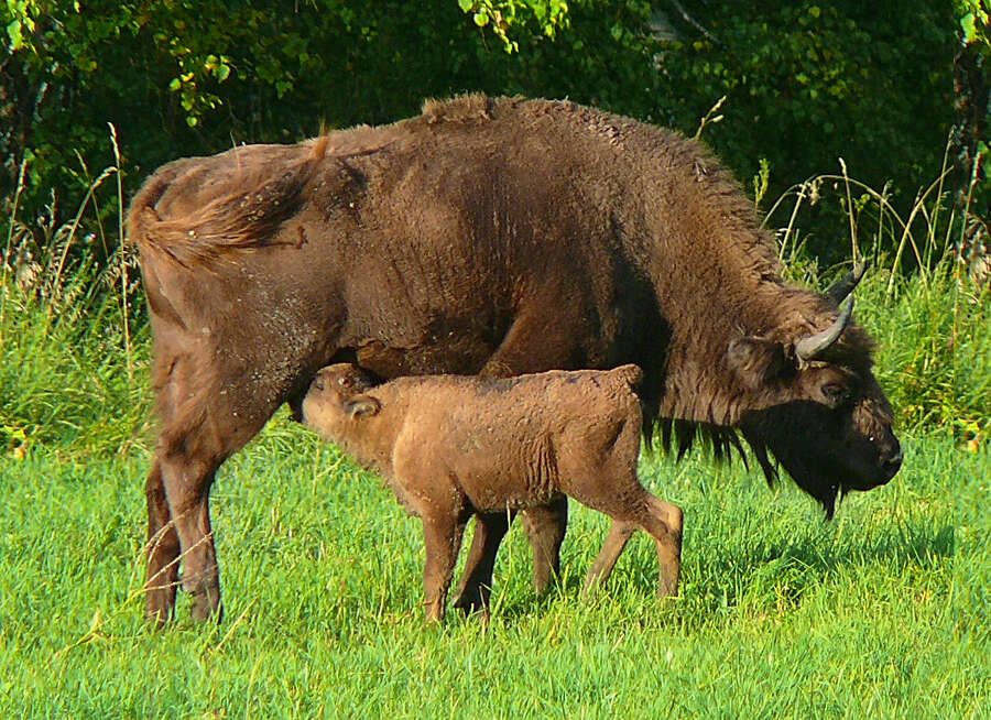 Imagem de Bison bonasus (Linnaeus 1758)