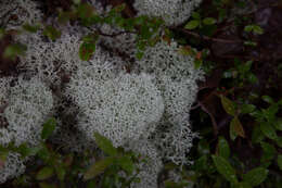 Слика од Cladonia rangiferina (L.) Weber ex F. H. Wigg.