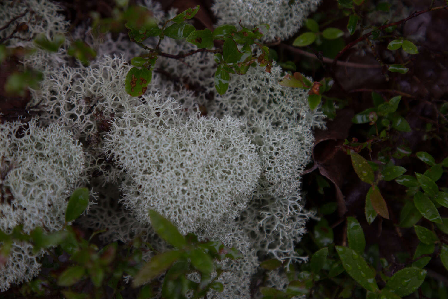 Слика од Cladonia rangiferina (L.) Weber ex F. H. Wigg.