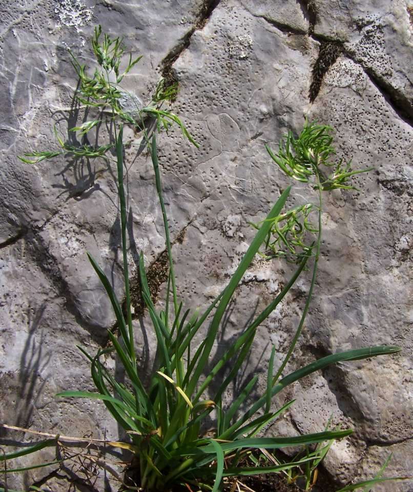 Image of alpine bluegrass