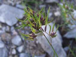 Image of alpine bluegrass