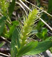 Image of Salix alpina Scop.