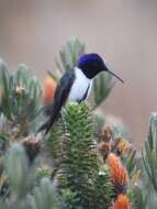 صورة Oreotrochilus chimborazo (Delattre & Bourcier 1846)