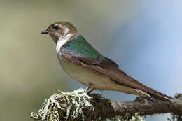 Image of Tachycineta Swallows