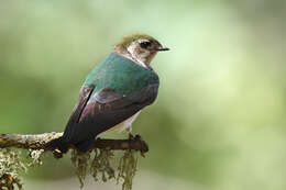 Image of Violet-green Swallow