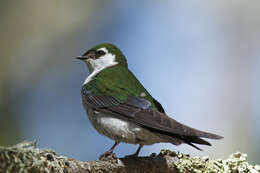 Image of Violet-green Swallow