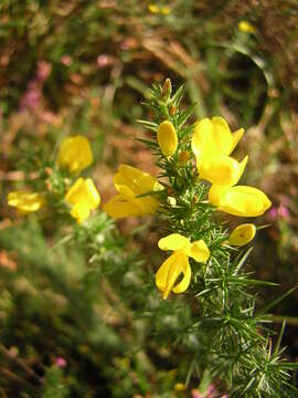 Image of Dwarf Gorse