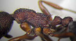 Image of Myrmica bergi Ruzsky 1902