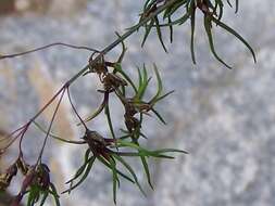 Image of alpine bluegrass