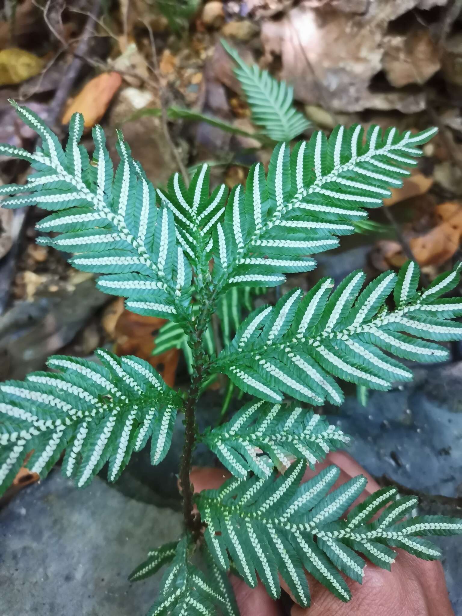 Image of Selaginella picta (Griff.) A. Br. ex Bak.