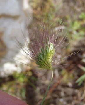 Image of Cynosurus coloratus Lehm. ex Steud.