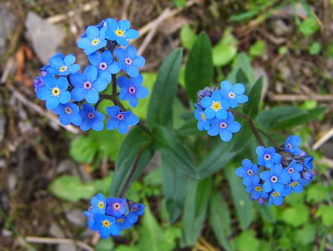 Image of Alpine forget-me-not