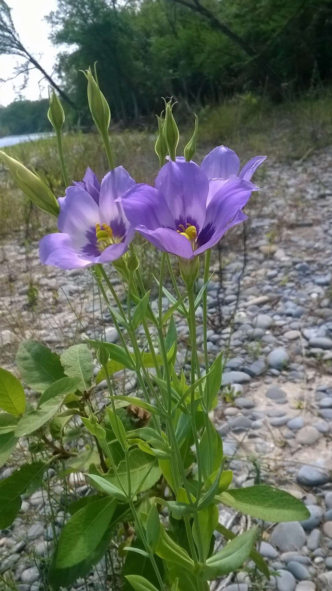 Sivun Eustoma kuva