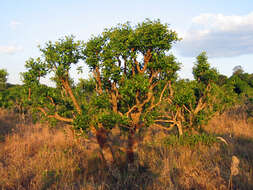 Слика од Ilex paraguariensis A. St.-Hil.