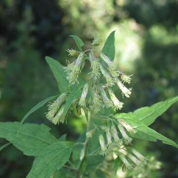 Plancia ëd Brickellia rusbyi A. Gray