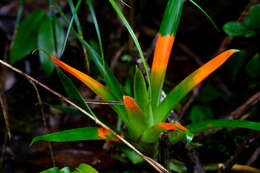 Image of Guzmania nidularioides L. B. Sm. & Read