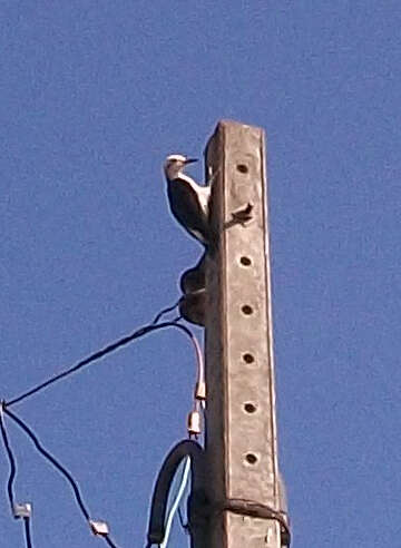 Image of White Woodpecker