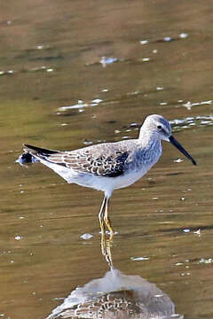 Image of Stilt Sandpiper