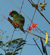 Image de Conure à tête d'or