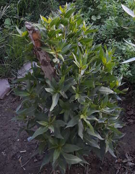 Image of Conocarpus lancifolius Engl.