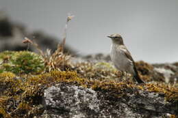 Image of Paramo Ground Tyrant