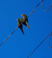 Image de Conure à tête d'or