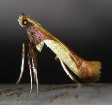 Image of Caloptilia superbifrontella (Clemens 1860)