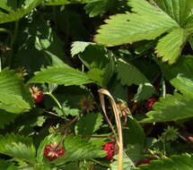 Image of woodland strawberry