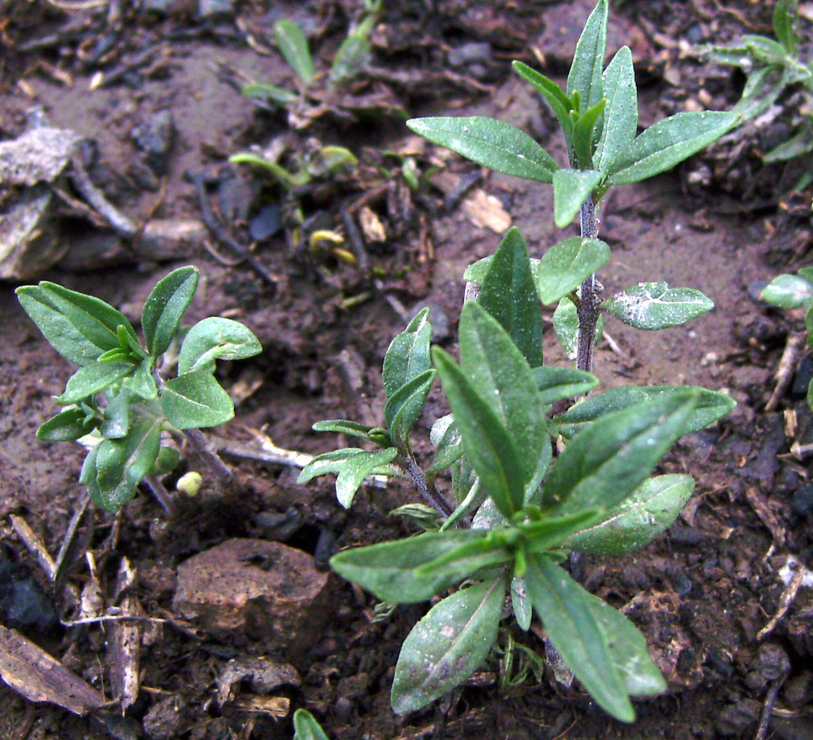 Image of summer savory