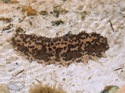 Image of Three-rowed Sea Cucumber