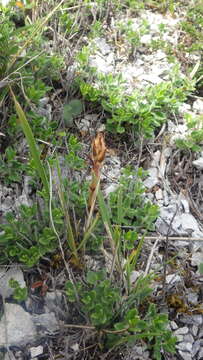 Imagem de Orobanche teucrii Holandre