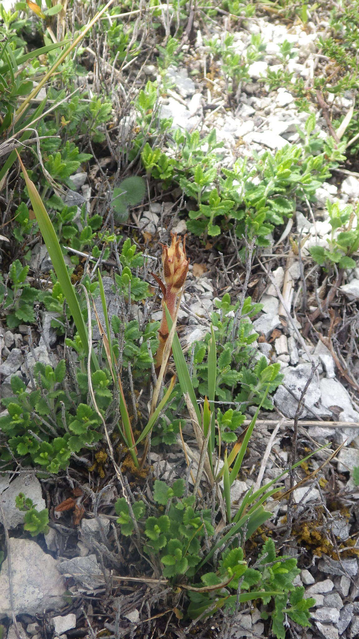 Imagem de Orobanche teucrii Holandre