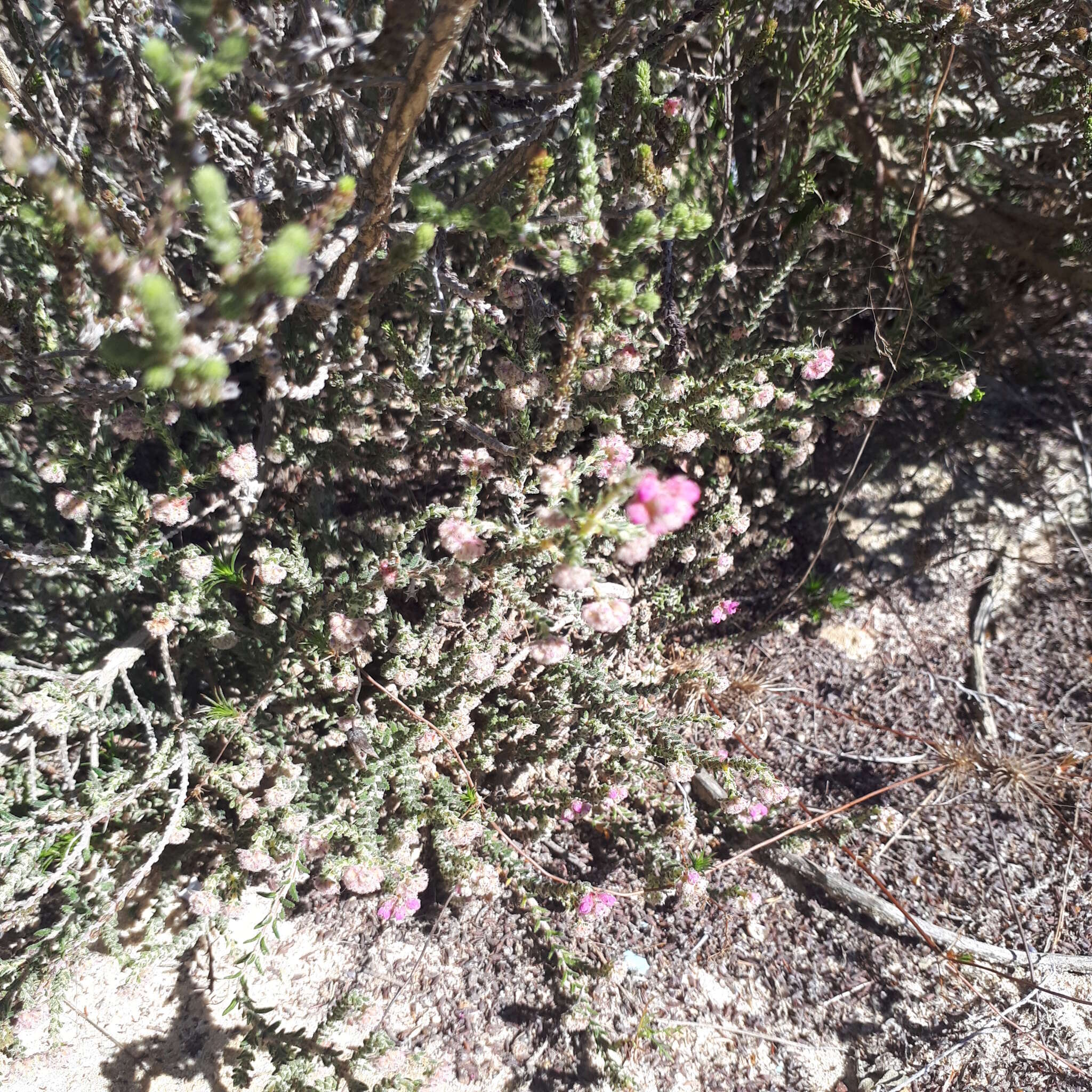 Image of Erica plumosa Thunb.