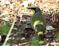 Telophorus zeylonus (Linnaeus 1766)的圖片