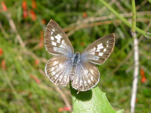 Image of Leptotes plinius