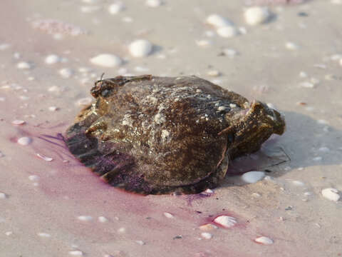 Image of banded sea hare