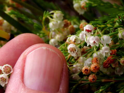 Erica capensis Salter resmi