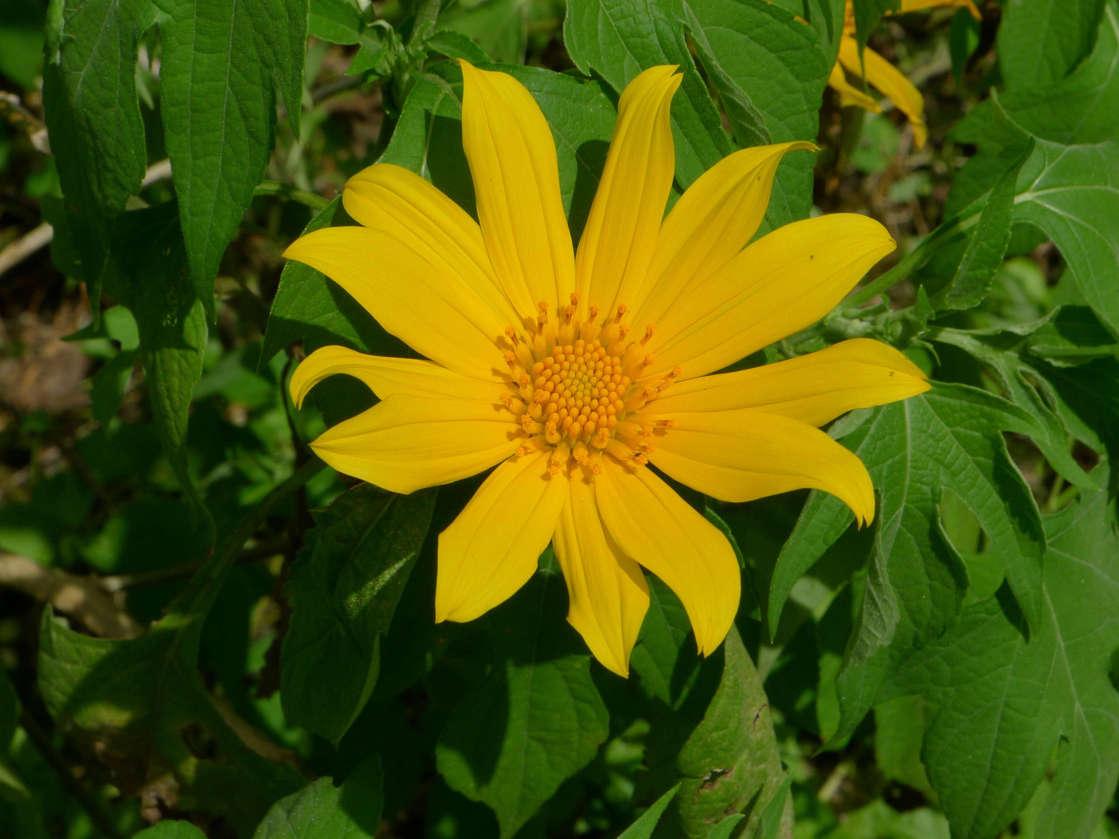 Image de Tournesol mexicain