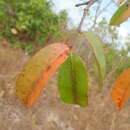 Слика од Hancornia speciosa Gomez