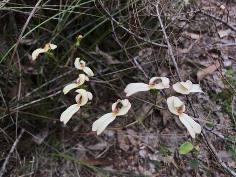 Stylidium schoenoides DC. resmi