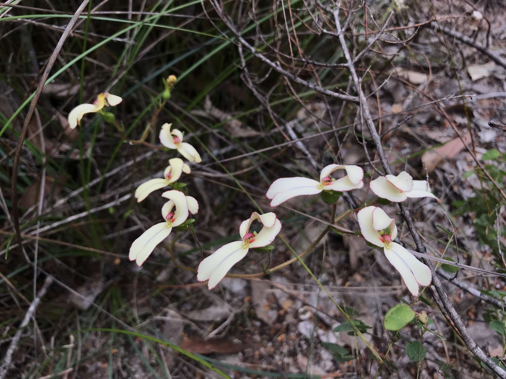 Image de Stylidium schoenoides DC.