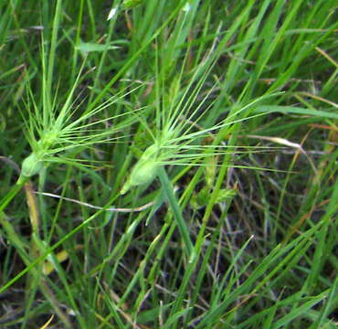 Image de Aegilops geniculata Roth