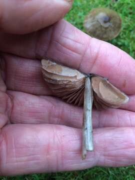 Image of Entoloma conferendum (Britzelm.) Noordel. 1980