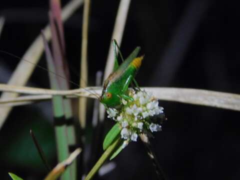 Image of Caribbean Meadow Katydid