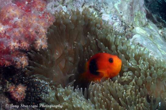 Image of Red saddleback anemonefish