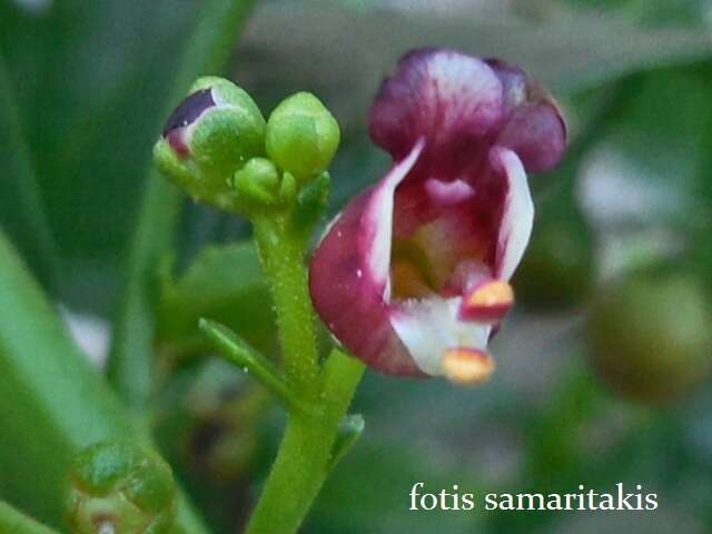 Image of Scrophularia heterophylla Willd.