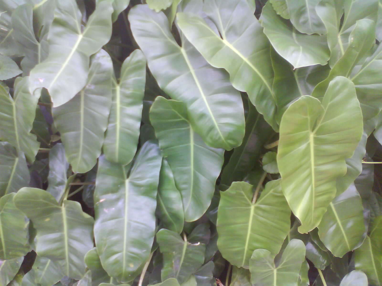 Image of philodendron